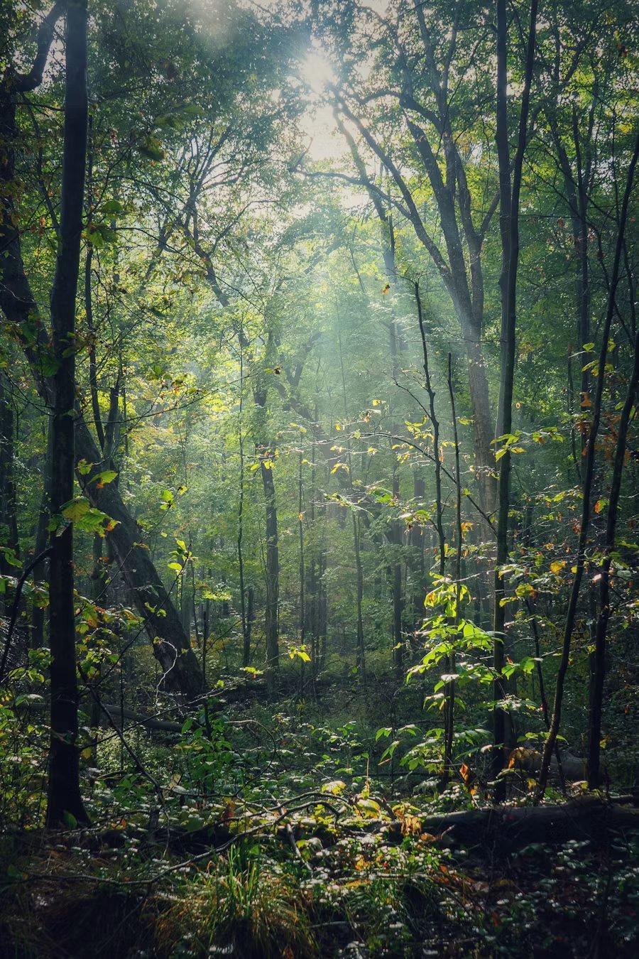 Sunlight through a forest canopy